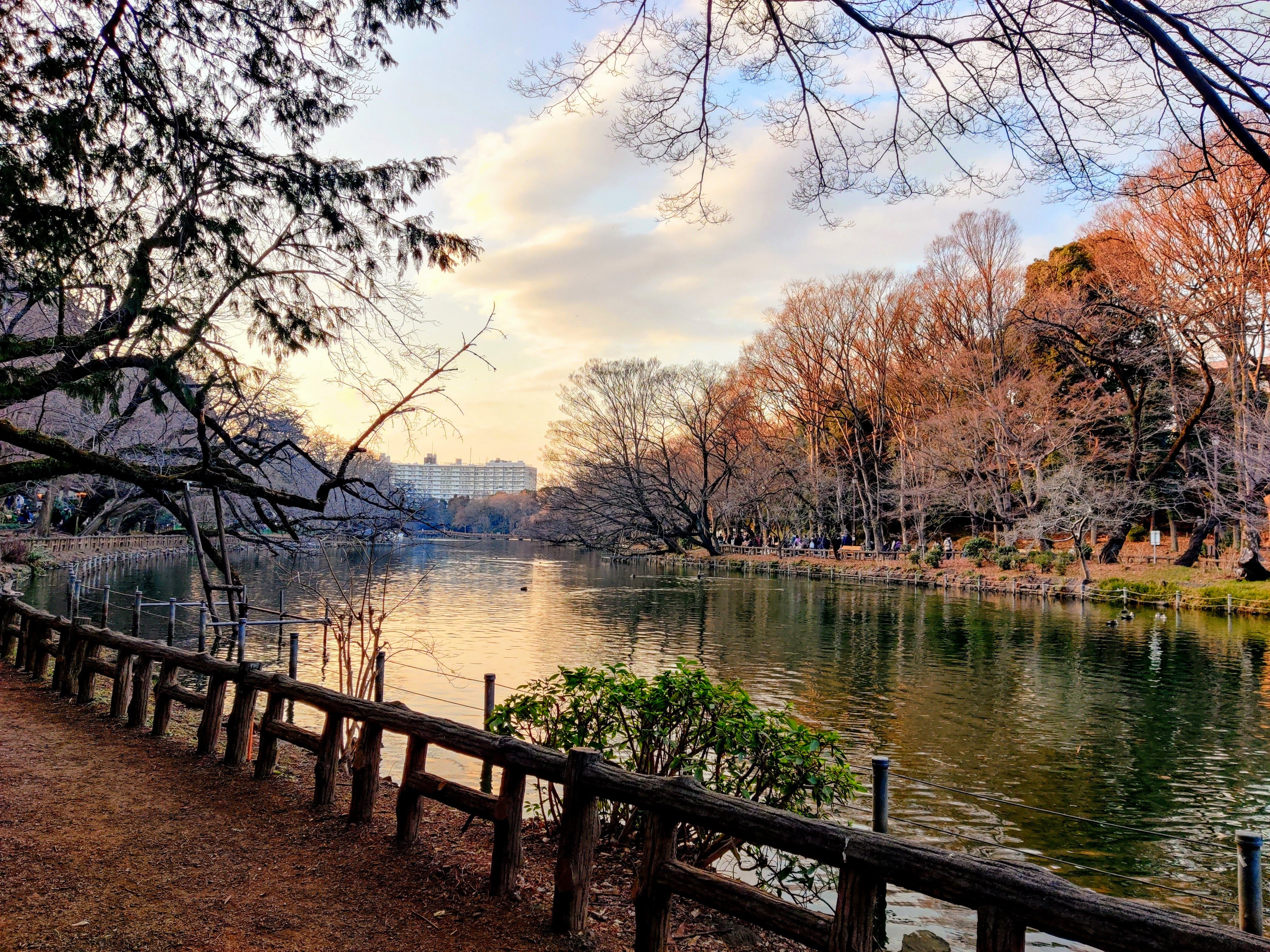 井の頭公園